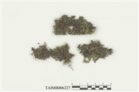 藏品(耳葉蘚屬)的圖片